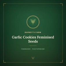 Garlic Cookies Feminised Seeds Garlic Cookies Feminised Seeds
