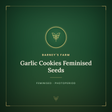 Garlic Cookies Feminised Seeds Garlic Cookies Feminised Seeds