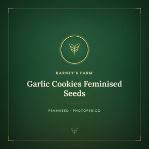 Garlic Cookies Feminised Seeds