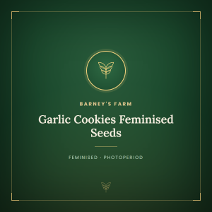 Garlic Cookies Feminised Seeds Garlic Cookies Feminised Seeds