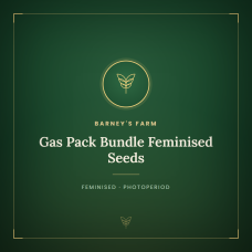 Gas Pack Bundle Feminised Seeds Gas Pack Bundle Feminised Seeds