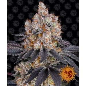 Gelato Feminised Seeds Gelato Feminised Seeds