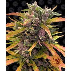 Gorilla Glue Auto Feminised Seeds Gorilla Glue Auto Feminised Seeds
