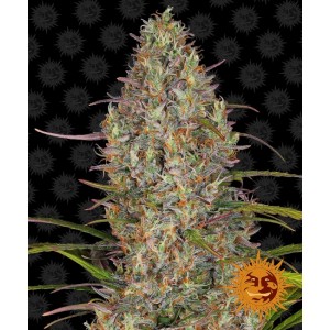 Glue Gelato Auto Feminised Seeds Glue Gelato Auto Feminised Seeds