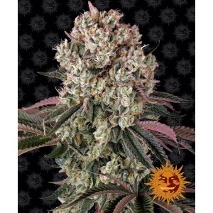 Glookies Feminised Seeds Glookies Feminised Seeds