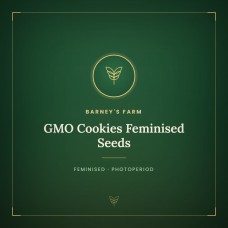 GMO Cookies Feminised Seeds GMO Cookies Feminised Seeds