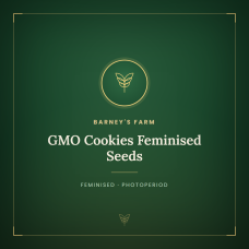 GMO Cookies Feminised Seeds GMO Cookies Feminised Seeds