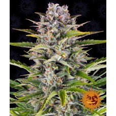 Gorilla Zkittlez Auto Feminised Seeds Gorilla Zkittlez Auto Feminised Seeds