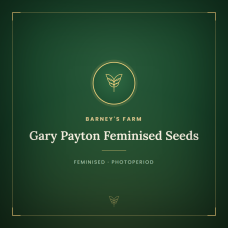 Gary Payton Feminised Seeds Gary Payton Feminised Seeds