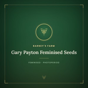Gary Payton Feminised Seeds