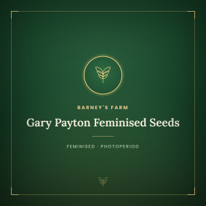 Gary Payton Feminised Seeds Gary Payton Feminised Seeds
