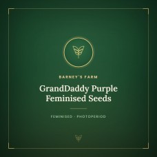 GrandDaddy Purple Feminised Seeds