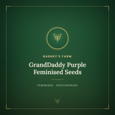 GrandDaddy Purple Feminised Seeds GrandDaddy Purple Feminised Seeds
