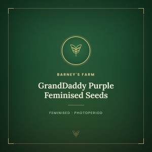 GrandDaddy Purple Feminised Seeds GrandDaddy Purple Feminised Seeds