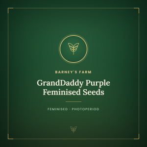 GrandDaddy Purple Feminised Seeds GrandDaddy Purple Feminised Seeds
