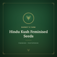 Hindu Kush Feminised Seeds Hindu Kush Feminised Seeds