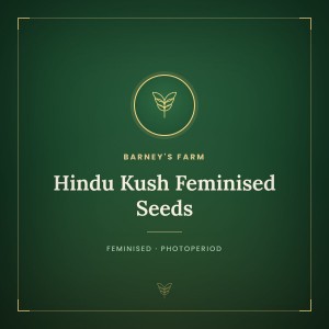 Hindu Kush Feminised Seeds Hindu Kush Feminised Seeds