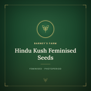 Hindu Kush Feminised Seeds