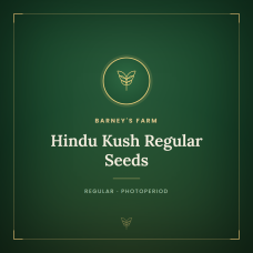 Hindu Kush Regular Seeds Hindu Kush Regular Seeds