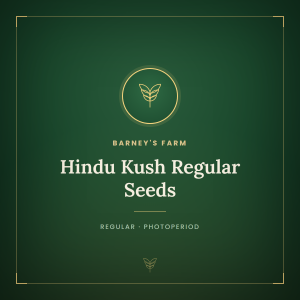 Hindu Kush Regular Seeds Hindu Kush Regular Seeds