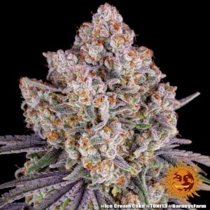 Ice Cream Cake Feminised Seed Ice Cream Cake Feminised Seed
