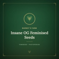 Insane OG Feminised Seeds Insane OG Feminised Seeds