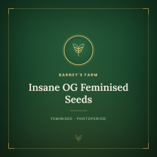 Insane OG Feminised Seeds Insane OG Feminised Seeds