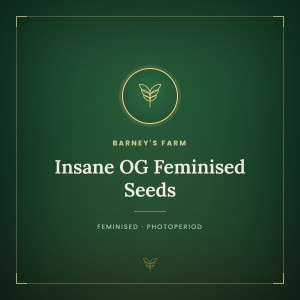 Insane OG Feminised Seeds Insane OG Feminised Seeds