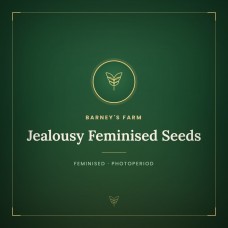 Jealousy Feminised Seeds Jealousy Feminised Seeds
