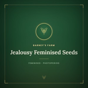 Jealousy Feminised Seeds