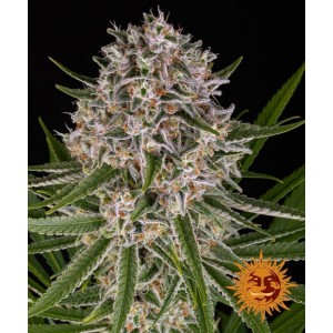 Lemon Haze Auto Feminised Seeds Lemon Haze Auto Feminised Seeds