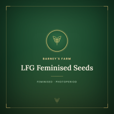 LFG Feminised Seeds LFG Feminised Seeds
