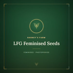 LFG Feminised Seeds LFG Feminised Seeds