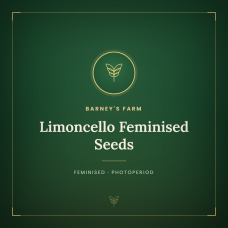 Limoncello Feminised Seeds Limoncello Feminised Seeds