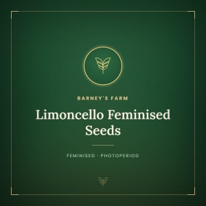 Limoncello Feminised Seeds Limoncello Feminised Seeds