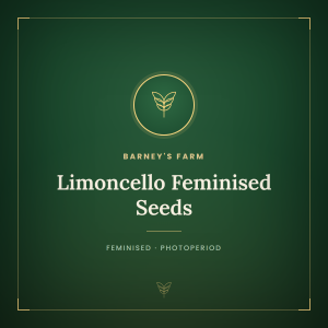 Limoncello Feminised Seeds Limoncello Feminised Seeds