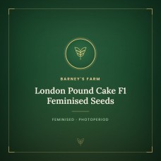 London Pound Cake F1 Feminised Seeds