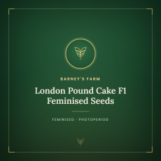 London Pound Cake F1 Feminised Seeds London Pound Cake F1 Feminised Seeds