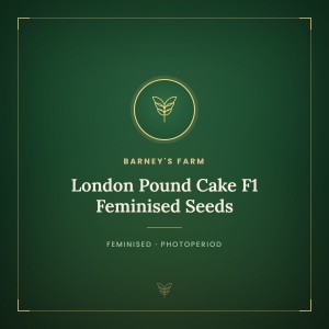 London Pound Cake F1 Feminised Seeds London Pound Cake F1 Feminised Seeds