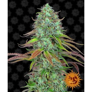 LSD Auto Feminised Seeds LSD Auto Feminised Seeds