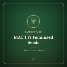 MAC 1 F1 Feminised Seeds