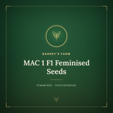 MAC 1 F1 Feminised Seeds MAC 1 F1 Feminised Seeds