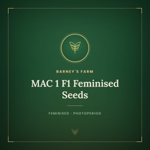 MAC 1 F1 Feminised Seeds MAC 1 F1 Feminised Seeds