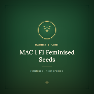 MAC 1 F1 Feminised Seeds MAC 1 F1 Feminised Seeds