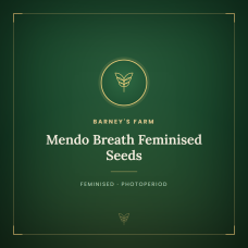 Mendo Breath Feminised Seeds Mendo Breath Feminised Seeds