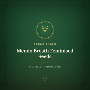 Mendo Breath Feminised Seeds Mendo Breath Feminised Seeds