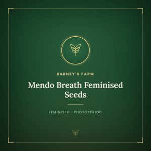 Mendo Breath Feminised Seeds Mendo Breath Feminised Seeds
