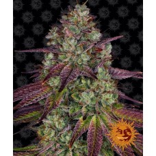 Mimosa EVO Feminised Seeds Mimosa EVO Feminised Seeds