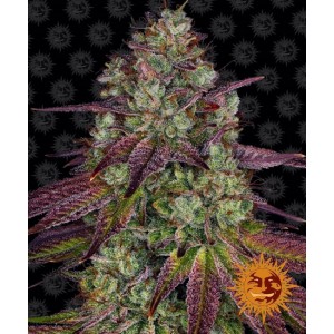 Mimosa EVO Feminised Seeds Mimosa EVO Feminised Seeds