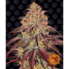 Mimosa x Orange Punch Auto Feminised Seeds Mimosa x Orange Punch Auto Feminised Seeds